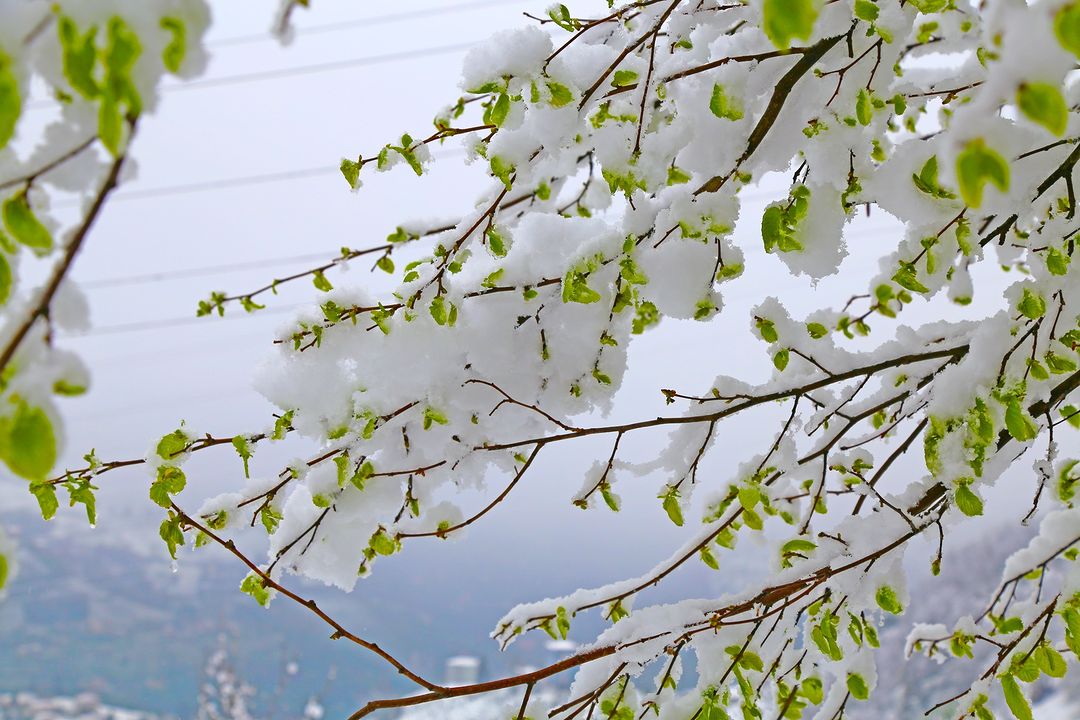 Rize'den ilkbahar karı manzaraları