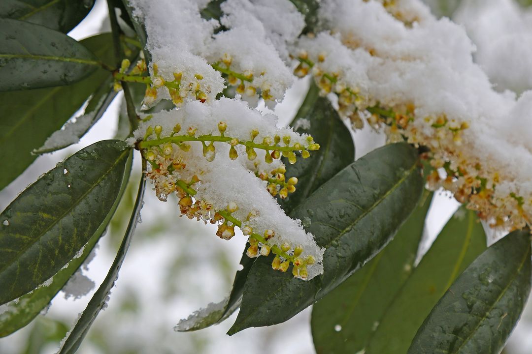 Rize'den ilkbahar karı manzaraları