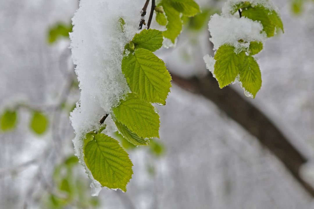 Rize'den ilkbahar karı manzaraları
