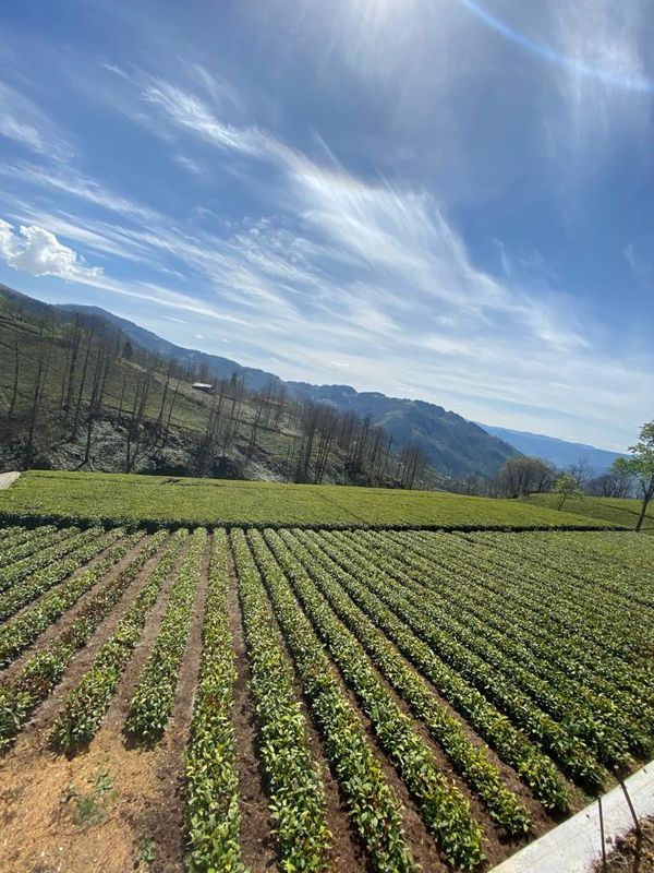 Çeçeva'ya rakip Çataldere