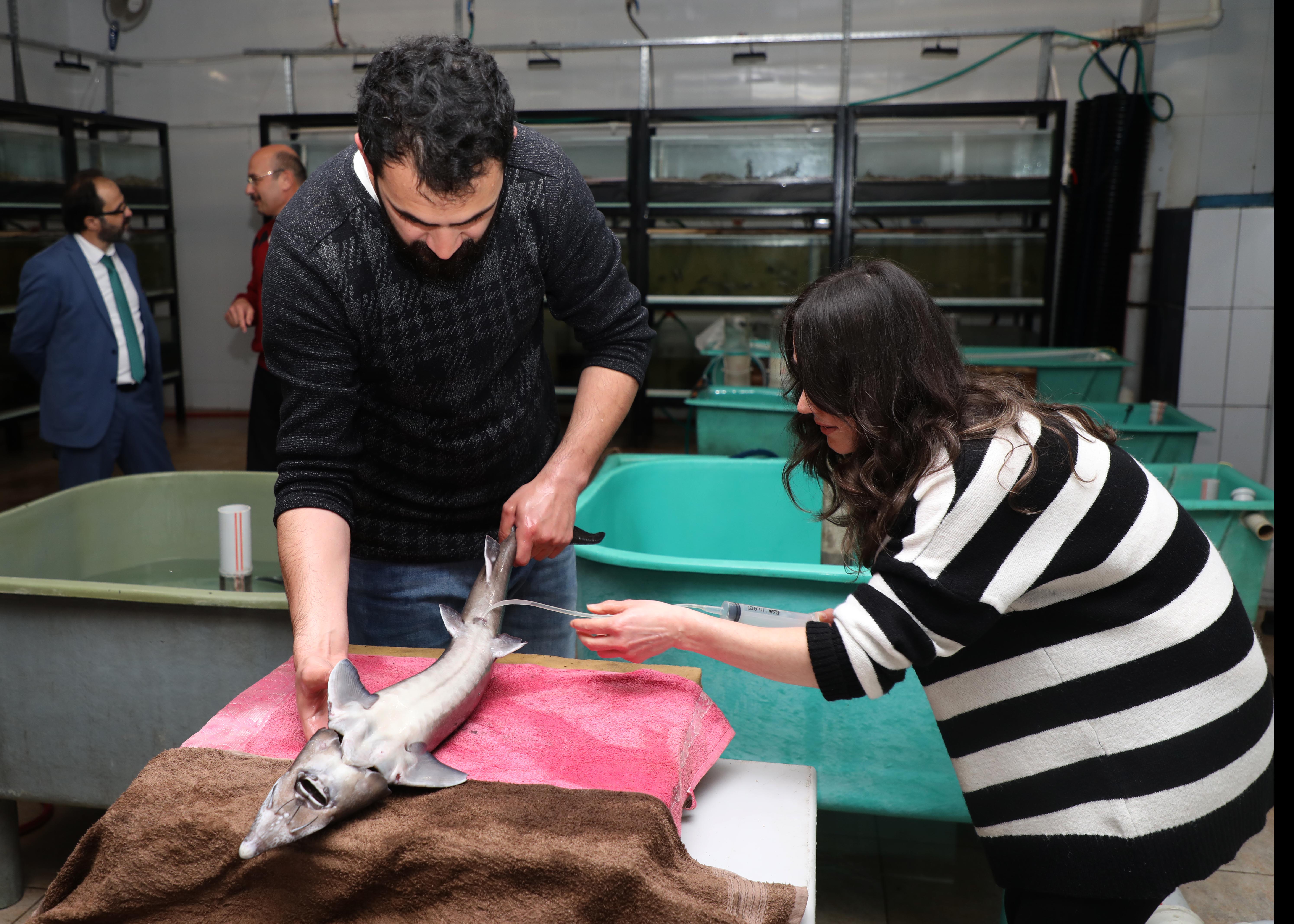 Rize'de, nesli tükenme tehlikesi altındaki Mersin balığının sağımı yapıldı