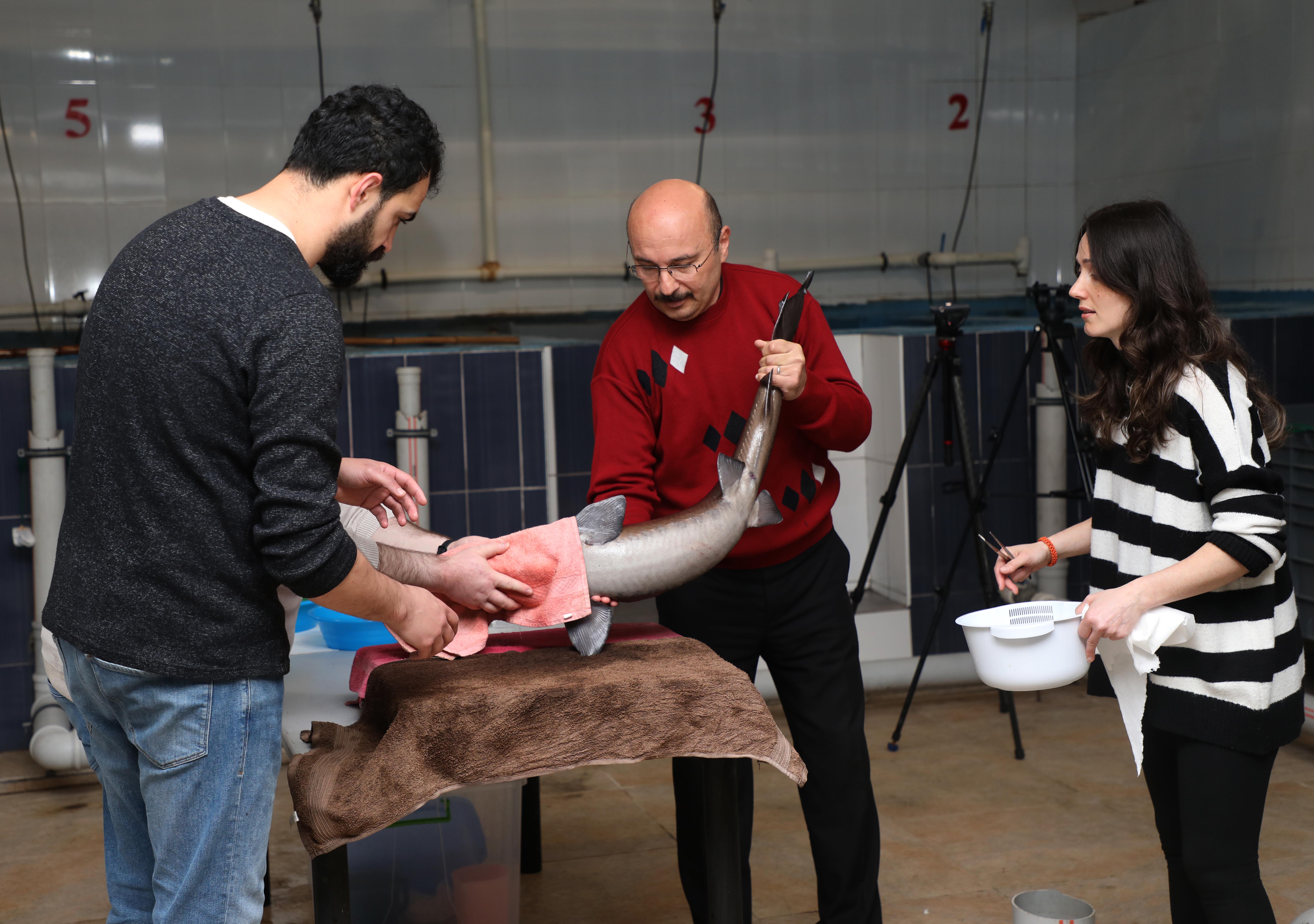 Rize'de, nesli tükenme tehlikesi altındaki Mersin balığının sağımı yapıldı