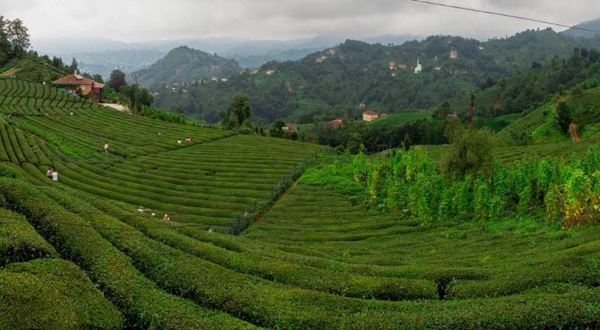 Haremtepe Köyü;
Çayeli ilçesine bağlı olan Haremtepe Köyü, Çeçeva Köyü olarak da adlandırılmaktadır. Merkeze 24 km uzaklıkta bulunan bu köye kolay bir şekilde ulaşabilirsiniz. Her yanında bulunan çay tarlaları ve eşsiz manzarasıyla, gidip gördüğünüze pişman olmayacağınız bir yerdir.
