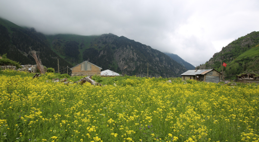 Çiçekli Yaylası;
Rize’de saklı kalmış olan pek çok güzellik bulunmaktadır. Çiçekli Yaylası da bu güzelliklerden biridir. Attığınız her adımda eşsiz bir çiçekle karşılaşacak ve kendinizi masallardaymış gibi hissedeceksiniz. Özellikle de bahar aylarında yaylayı ziyaret ederseniz, kendinizi inanılmaz iyi hissedeceğinizden eminiz. Çamlıhemşin’de yer alan bu yaylaya ulaşım da oldukça kolaydır. 
