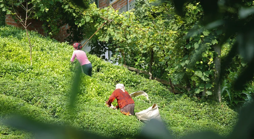 Cumhurbaşkanı Recep Tayyip Erdoğan, destekleme dahil yaş çay taban fiyatının 11 lira 30 kuruş olarak belirlendiği açıkladı.