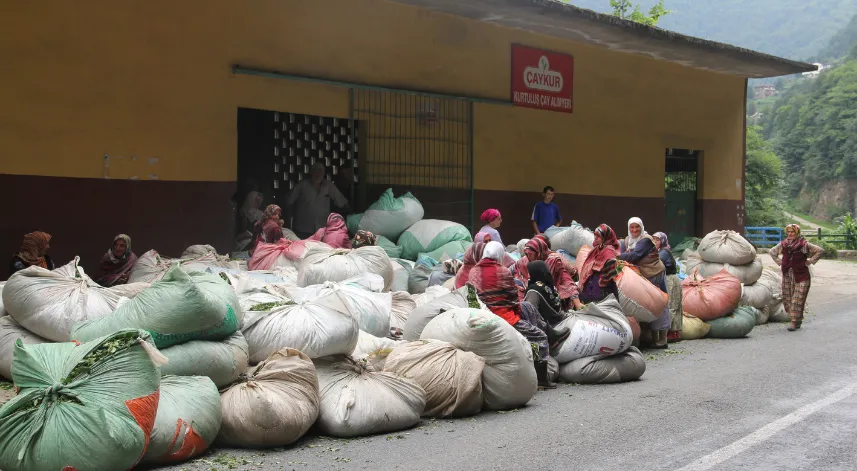 ÇAYKUR, 10 Mayıs'ta başlayan ve 26 Ekim'de tamamlanan 2023 sezonunda 591 bin 530 ton 686 kilogram yaş çay aldı. 