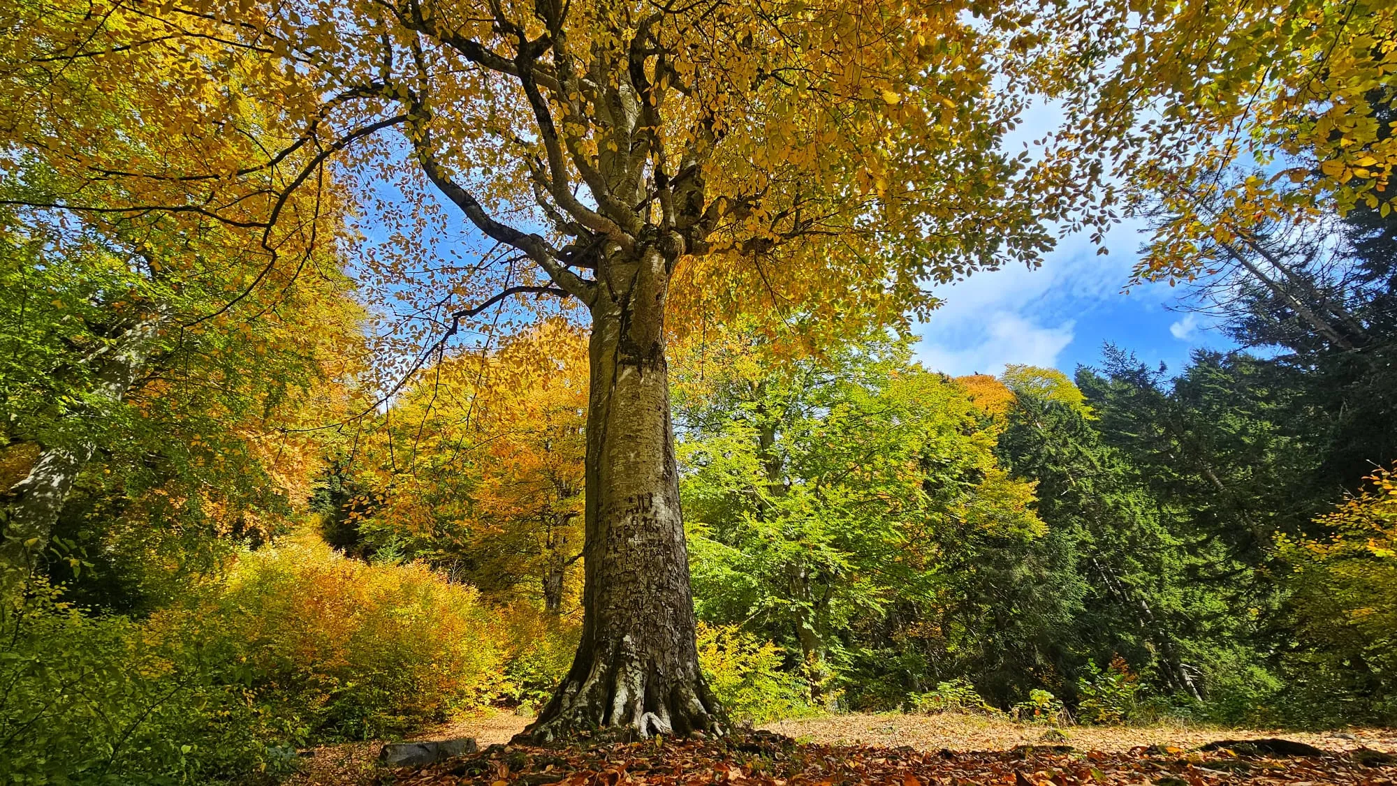 Rize'de Ayder Yaylası'nda sonbahar renkleri hakim oldu