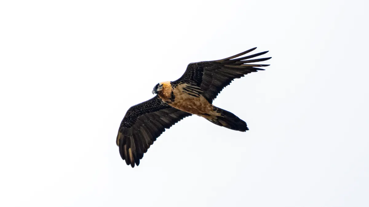 Ovit Dağı doğal yaşamıyla öne çıkıyor