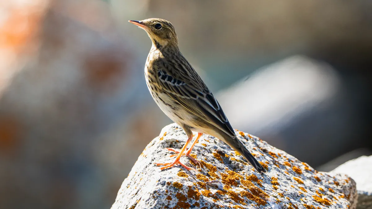 Ovit Dağı doğal yaşamıyla öne çıkıyor