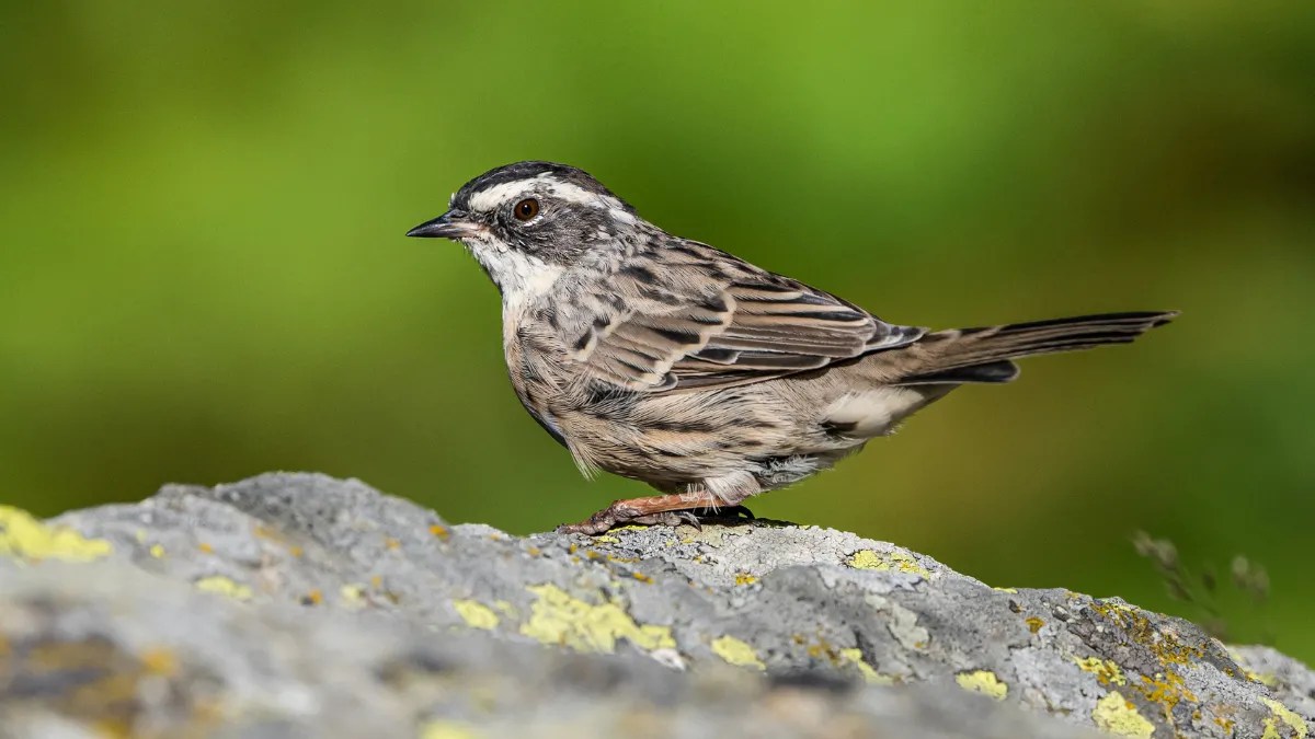 Ovit Dağı doğal yaşamıyla öne çıkıyor