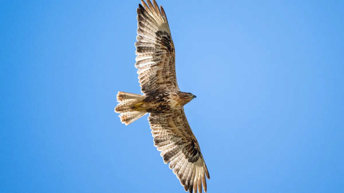 Ovit Dağı doğal yaşamıyla öne çıkıyor