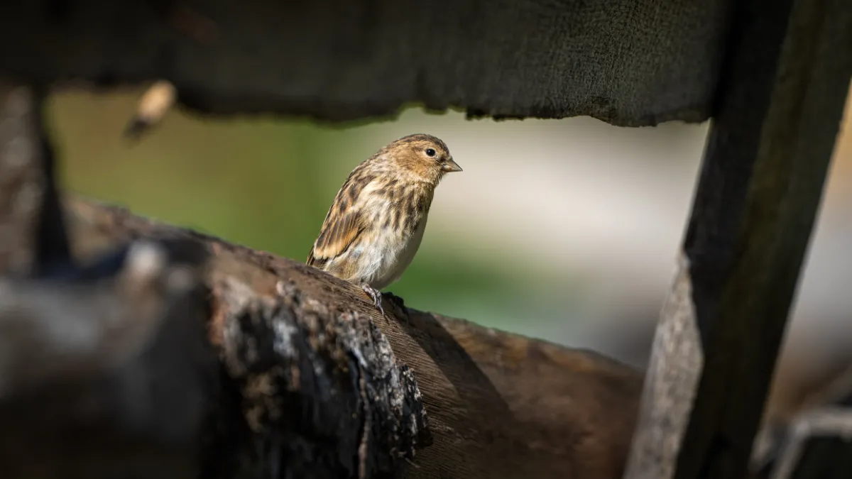 Ovit Dağı doğal yaşamıyla öne çıkıyor