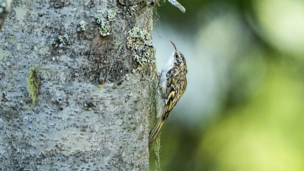 Ovit Dağı doğal yaşamıyla öne çıkıyor