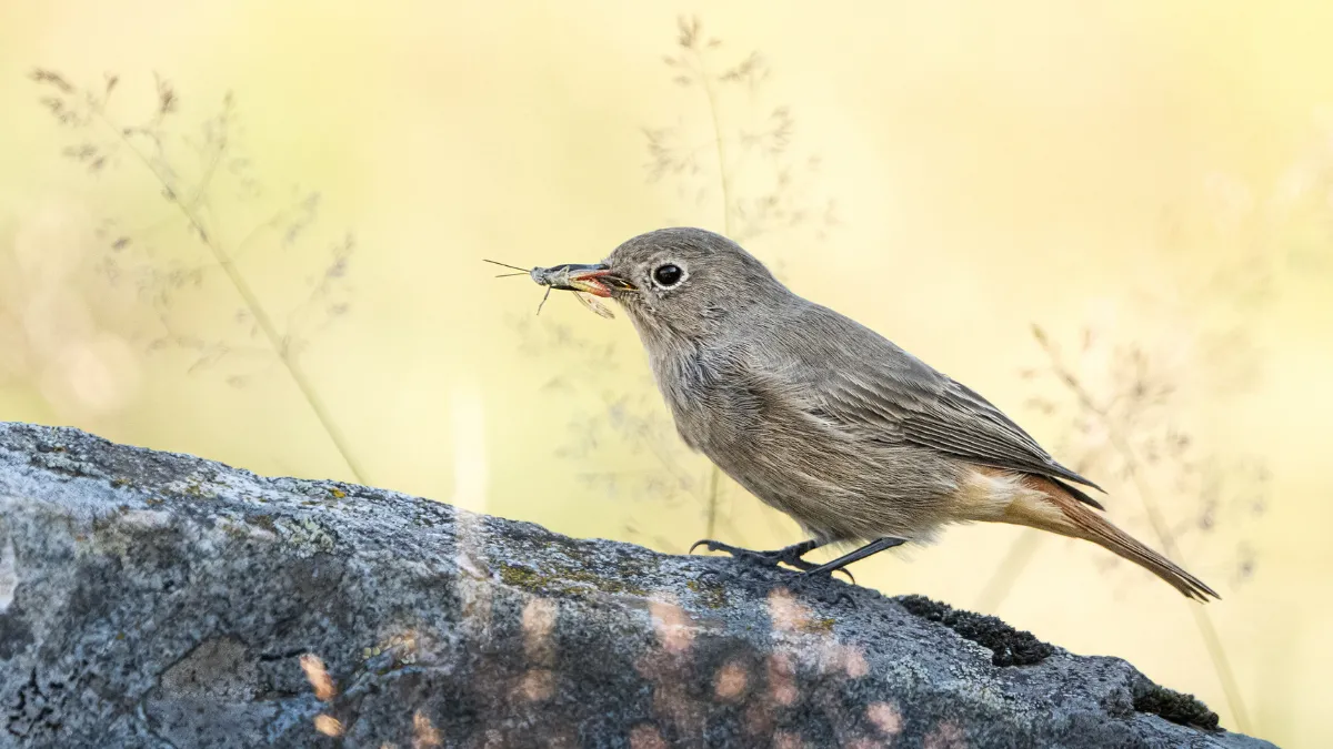 Ovit Dağı doğal yaşamıyla öne çıkıyor