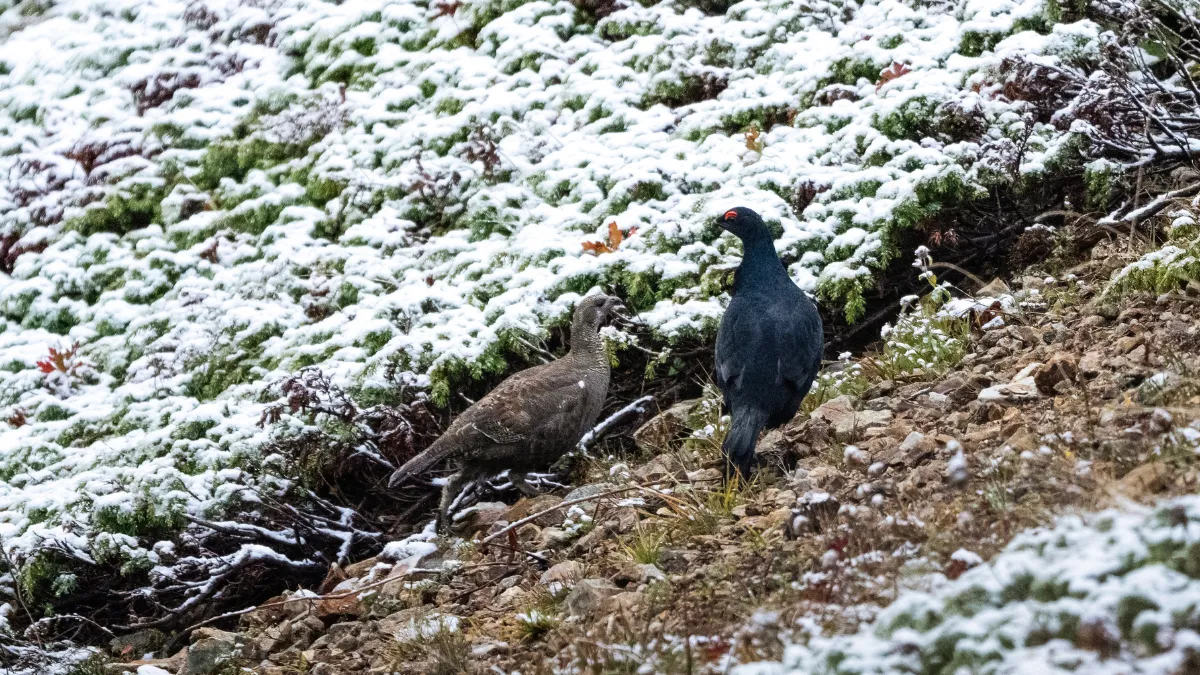 Ovit Dağı doğal yaşamıyla öne çıkıyor