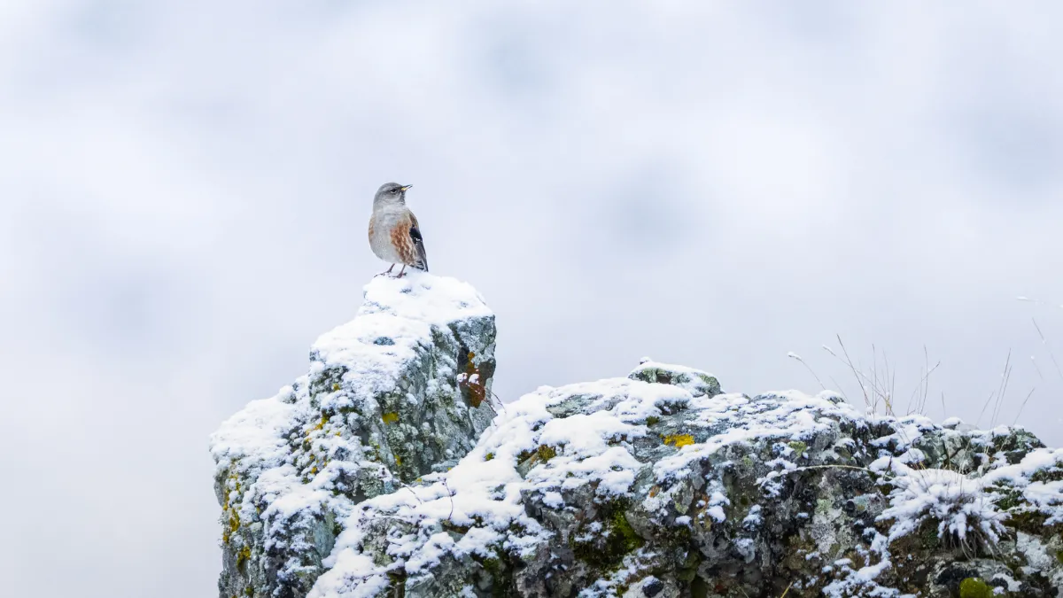 Ovit Dağı doğal yaşamıyla öne çıkıyor