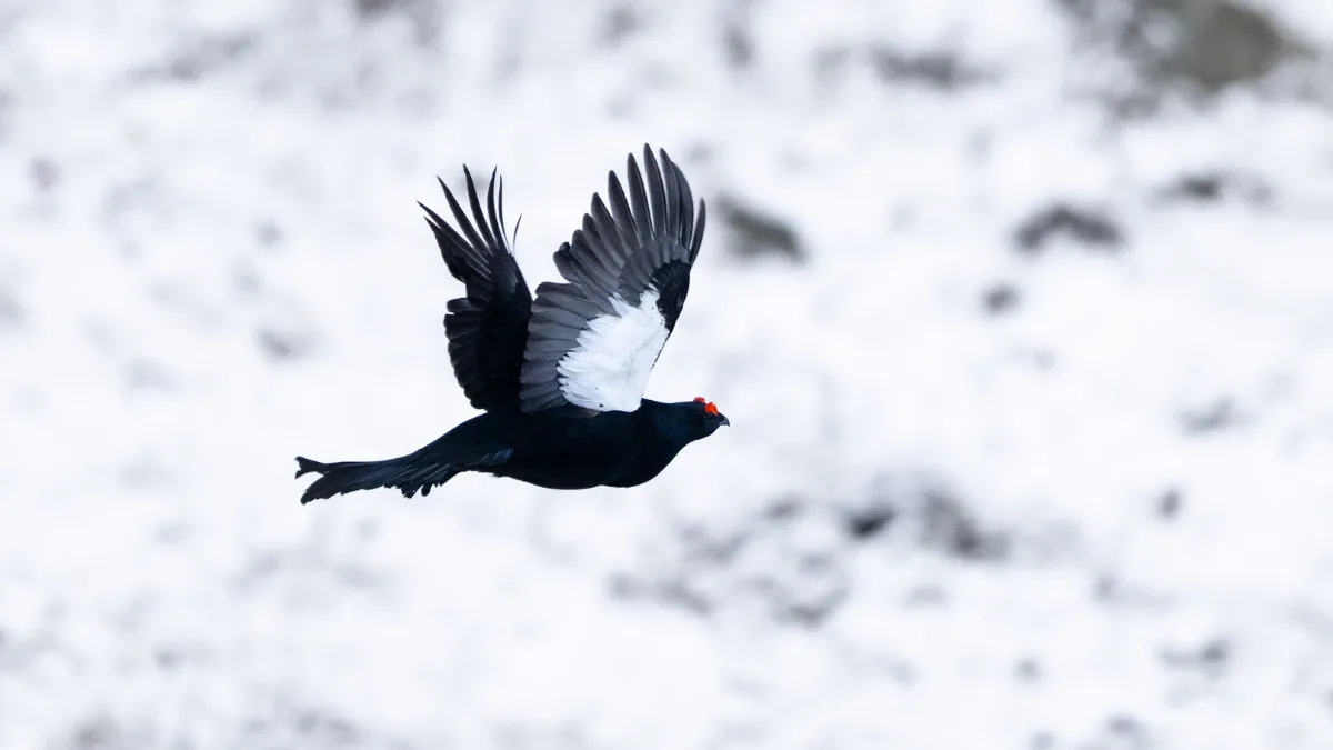 Ovit Dağı doğal yaşamıyla öne çıkıyor