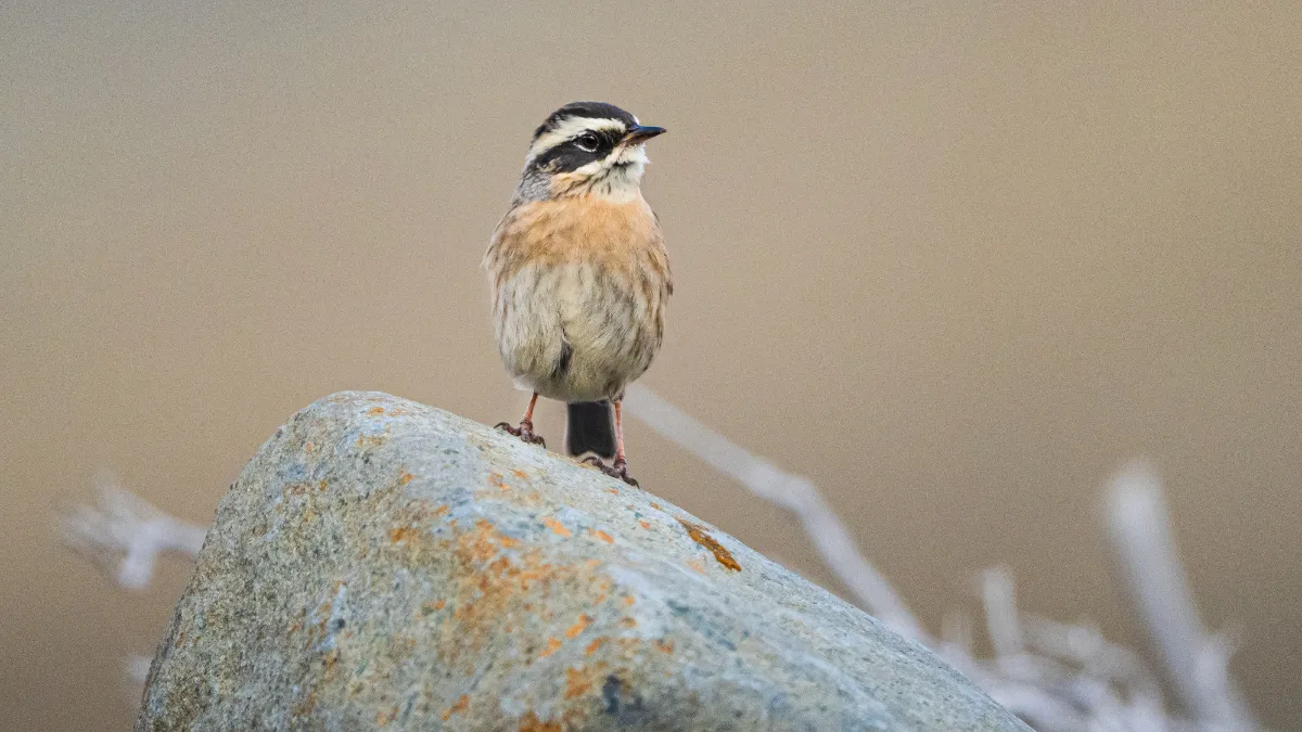 Ovit Dağı doğal yaşamıyla öne çıkıyor