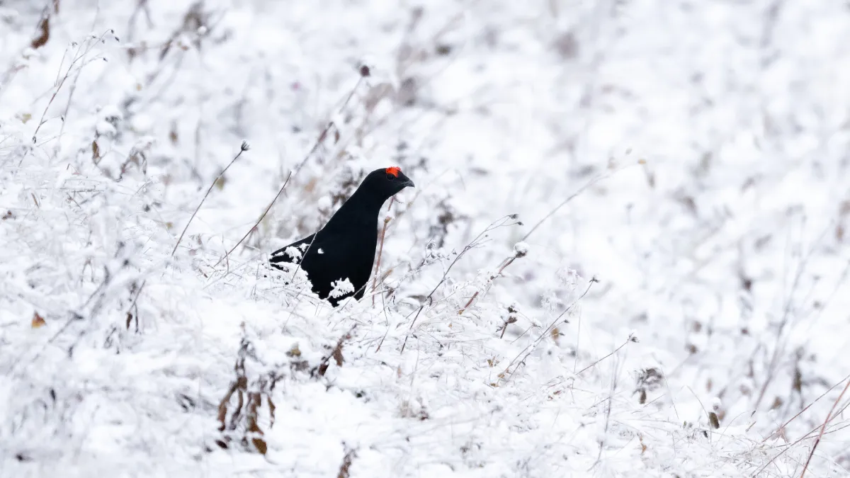 Ovit Dağı doğal yaşamıyla öne çıkıyor