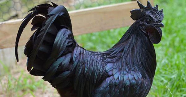 Siyah Horoz