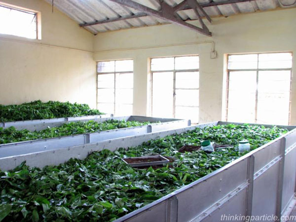 Çay, Nilgirise 1832 yılında İngilizler tarafından getirilmiş, ilk çay ekenler de Çinli suçlularmış. Buradaki çaylar Çinden kaçırılan çay tohumlarının ekilmesi ile oluşmuş. Şimdi ise dünyanın birinci kalite çayları burada Hintliler tarafından yetiştiriliyor.