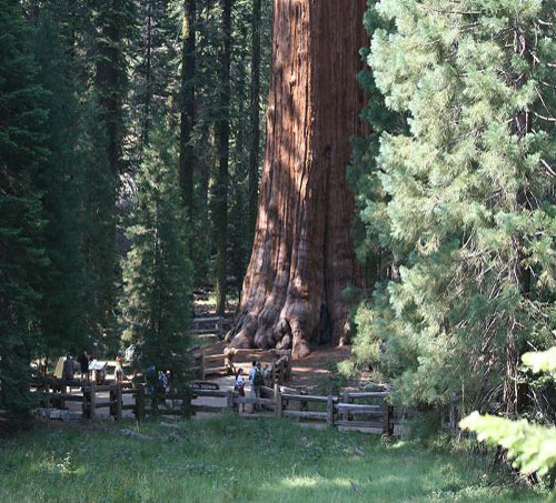 Dünyanın En İlginç Ağaçları: İşte Acayip şekilleri, yeri ve büyüklükleriyle dünyanın dört bir köşesinden değişik yapılardaki ağaçlar...