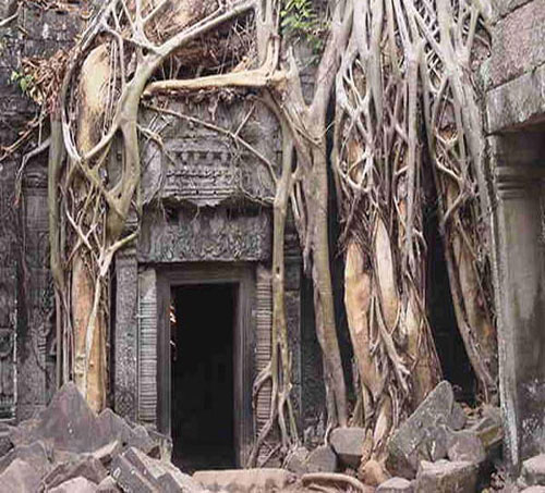 Dünyanın En İlginç Ağaçları: İşte Acayip şekilleri, yeri ve büyüklükleriyle dünyanın dört bir köşesinden değişik yapılardaki ağaçlar...