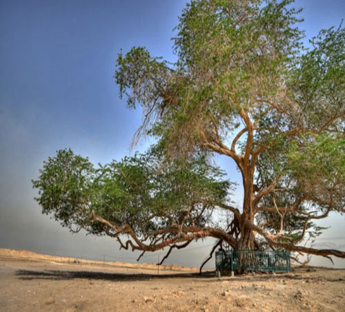 Dünyanın En İlginç Ağaçları: İşte Acayip şekilleri, yeri ve büyüklükleriyle dünyanın dört bir köşesinden değişik yapılardaki ağaçlar...