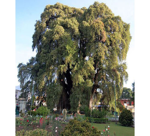 Dünyanın En İlginç Ağaçları: İşte Acayip şekilleri, yeri ve büyüklükleriyle dünyanın dört bir köşesinden değişik yapılardaki ağaçlar...