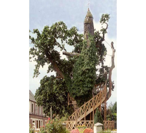 Dünyanın En İlginç Ağaçları: İşte Acayip şekilleri, yeri ve büyüklükleriyle dünyanın dört bir köşesinden değişik yapılardaki ağaçlar...