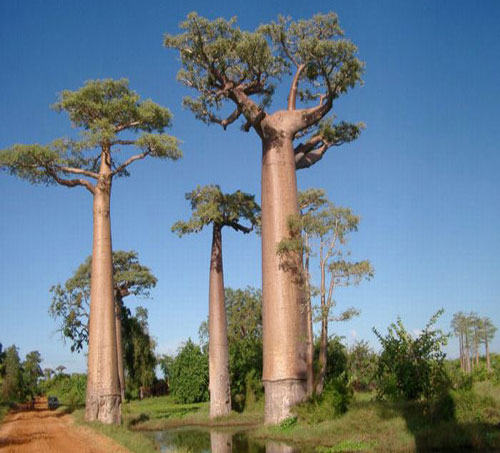 Dünyanın En İlginç Ağaçları: İşte Acayip şekilleri, yeri ve büyüklükleriyle dünyanın dört bir köşesinden değişik yapılardaki ağaçlar...