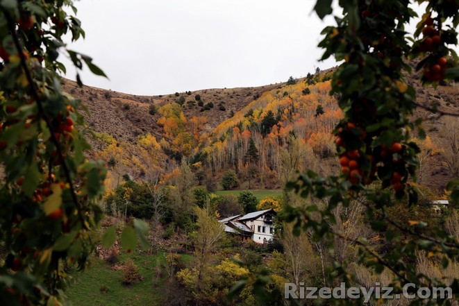 Zengin bitki örtüsüyle dört mevsim farklı güzellikler sunan Gümüşhane`de, kentin eski yerleşim yeri olan Süleymaniye Mahallesi`nde sonbaharın gelmesiyle birlikte güzel manzaralar oluştu.