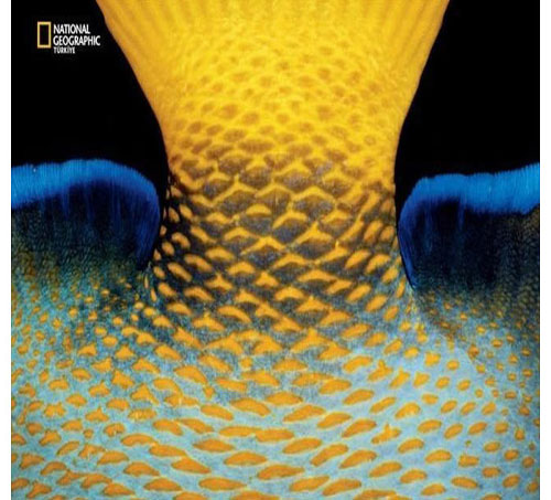 Dünyada en çok fotoğrafçı çalıştıran National Geographic yayınladığı bu fotoğraflarla da dikkatleri çekiyor. İşte National Geographic'in gözünden bir birinden ilginç fotoğraflarla doğal yaşam işte böyle görüntülendi.