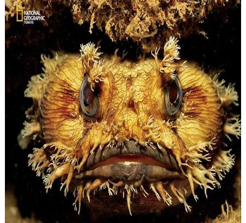 Dünyada en çok fotoğrafçı çalıştıran National Geographic yayınladığı bu fotoğraflarla da dikkatleri çekiyor. İşte National Geographic'in gözünden bir birinden ilginç fotoğraflarla doğal yaşam işte böyle görüntülendi.