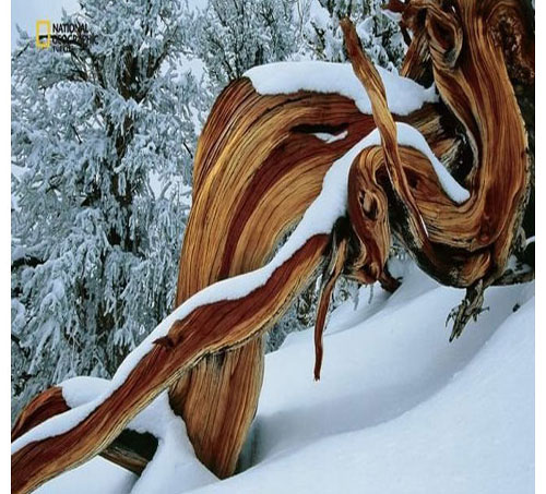 Dünyada en çok fotoğrafçı çalıştıran National Geographic yayınladığı bu fotoğraflarla da dikkatleri çekiyor. İşte National Geographic'in gözünden bir birinden ilginç fotoğraflarla doğal yaşam işte böyle görüntülendi.