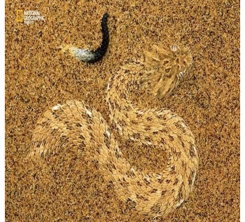 Dünyada en çok fotoğrafçı çalıştıran National Geographic yayınladığı bu fotoğraflarla da dikkatleri çekiyor. İşte National Geographic'in gözünden bir birinden ilginç fotoğraflarla doğal yaşam işte böyle görüntülendi.