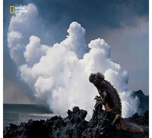 Dünyada en çok fotoğrafçı çalıştıran National Geographic yayınladığı bu fotoğraflarla da dikkatleri çekiyor. İşte National Geographic'in gözünden bir birinden ilginç fotoğraflarla doğal yaşam işte böyle görüntülendi.