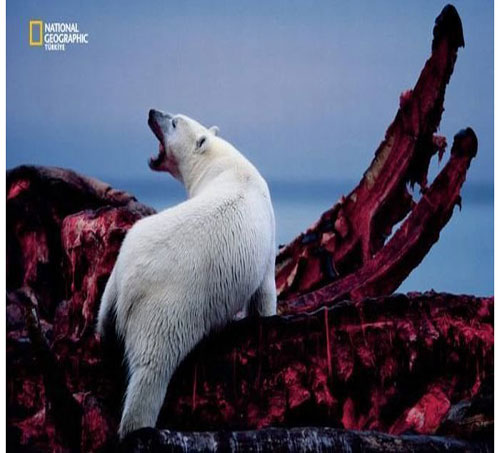 Dünyada en çok fotoğrafçı çalıştıran National Geographic yayınladığı bu fotoğraflarla da dikkatleri çekiyor. İşte National Geographic'in gözünden bir birinden ilginç fotoğraflarla doğal yaşam işte böyle görüntülendi.