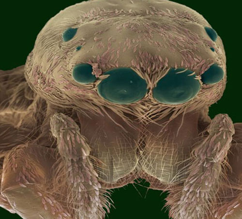 Ünlü Fotoğrafçı Steve Gschmeissner Evimizdeki Canavarları GörüntülediDaily Mail'ın haberine göre, evlerimizde halıların tüylerinin arasında, koltuklarımızda veya mutfak dolaplarında yaşayan ve 'mite' adı verilen milyonlarca küçük canlının görüntüleri Hollywood filmlerindeki uzaylı yaratıkları bile aratmayacak kadar korkunç görünüyor.