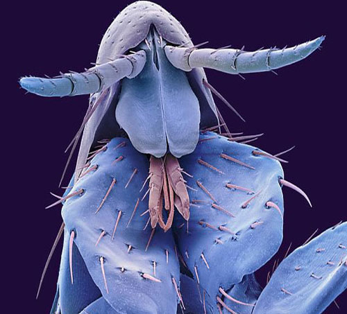 Ünlü Fotoğrafçı Steve Gschmeissner Evimizdeki Canavarları GörüntülediDaily Mail'ın haberine göre, evlerimizde halıların tüylerinin arasında, koltuklarımızda veya mutfak dolaplarında yaşayan ve 'mite' adı verilen milyonlarca küçük canlının görüntüleri Hollywood filmlerindeki uzaylı yaratıkları bile aratmayacak kadar korkunç görünüyor.