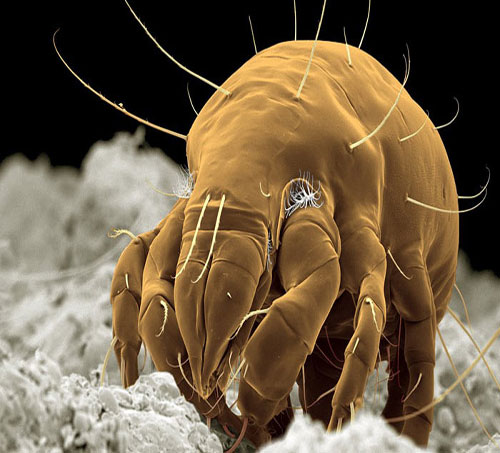 Ünlü Fotoğrafçı Steve Gschmeissner Evimizdeki Canavarları GörüntülediDaily Mail'ın haberine göre, evlerimizde halıların tüylerinin arasında, koltuklarımızda veya mutfak dolaplarında yaşayan ve 'mite' adı verilen milyonlarca küçük canlının görüntüleri Hollywood filmlerindeki uzaylı yaratıkları bile aratmayacak kadar korkunç görünüyor.