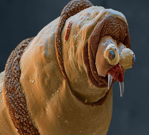 Ünlü Fotoğrafçı Steve Gschmeissner Evimizdeki Canavarları GörüntülediDaily Mail'ın haberine göre, evlerimizde halıların tüylerinin arasında, koltuklarımızda veya mutfak dolaplarında yaşayan ve 'mite' adı verilen milyonlarca küçük canlının görüntüleri Hollywood filmlerindeki uzaylı yaratıkları bile aratmayacak kadar korkunç görünüyor.