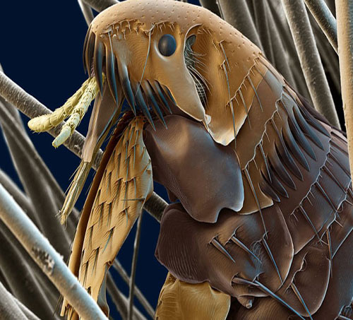 Ünlü Fotoğrafçı Steve Gschmeissner Evimizdeki Canavarları GörüntülediDaily Mail'ın haberine göre, evlerimizde halıların tüylerinin arasında, koltuklarımızda veya mutfak dolaplarında yaşayan ve 'mite' adı verilen milyonlarca küçük canlının görüntüleri Hollywood filmlerindeki uzaylı yaratıkları bile aratmayacak kadar korkunç görünüyor.