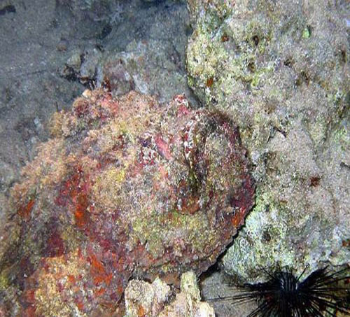 Bu Canlılar Sizi 4 Dakikada Öldürebilir!