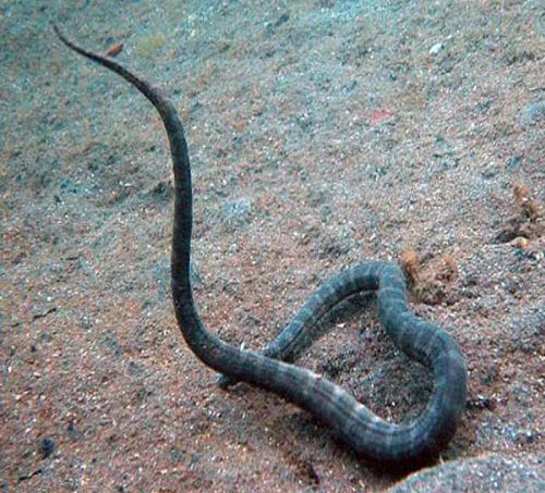 Bu Canlılar Sizi 4 Dakikada Öldürebilir!