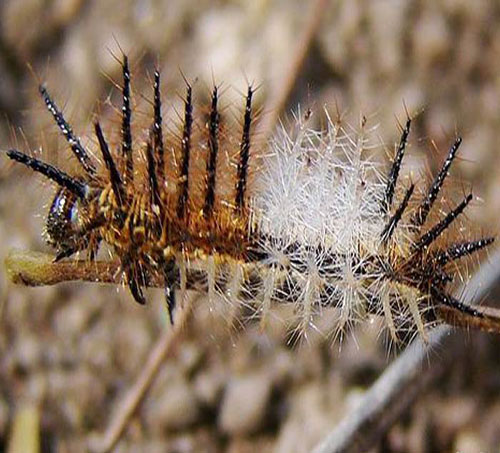 Bu Canlılar Sizi 4 Dakikada Öldürebilir!