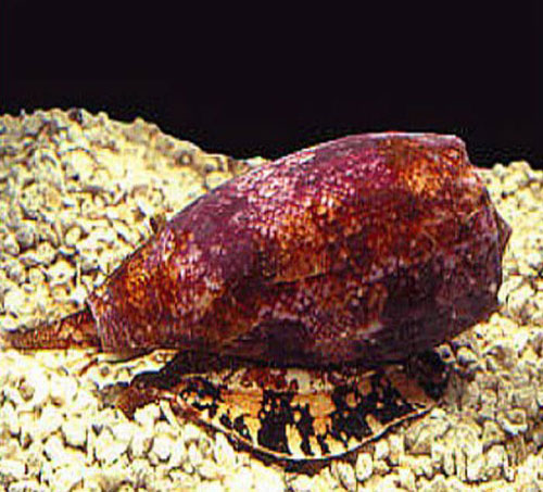 Bu Canlılar Sizi 4 Dakikada Öldürebilir!