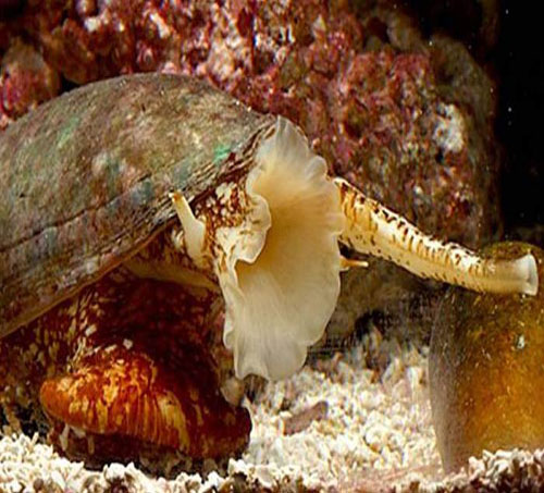 Bu Canlılar Sizi 4 Dakikada Öldürebilir!