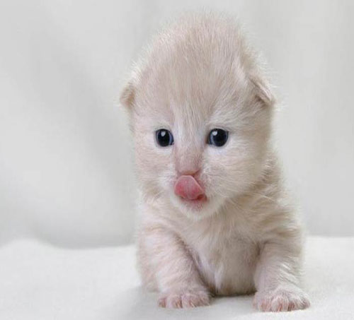 Nankör olarak bilinmesine rağmen insanların en sevdiği dostları arasında yer alan kedilerin en şirin bu halleri çok hoşunuza gidecek. İşte kedilerin en şirin halleri...