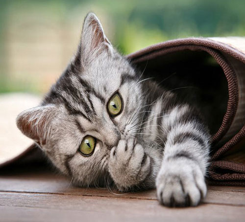 Nankör olarak bilinmesine rağmen insanların en sevdiği dostları arasında yer alan kedilerin en şirin bu halleri çok hoşunuza gidecek. İşte kedilerin en şirin halleri...